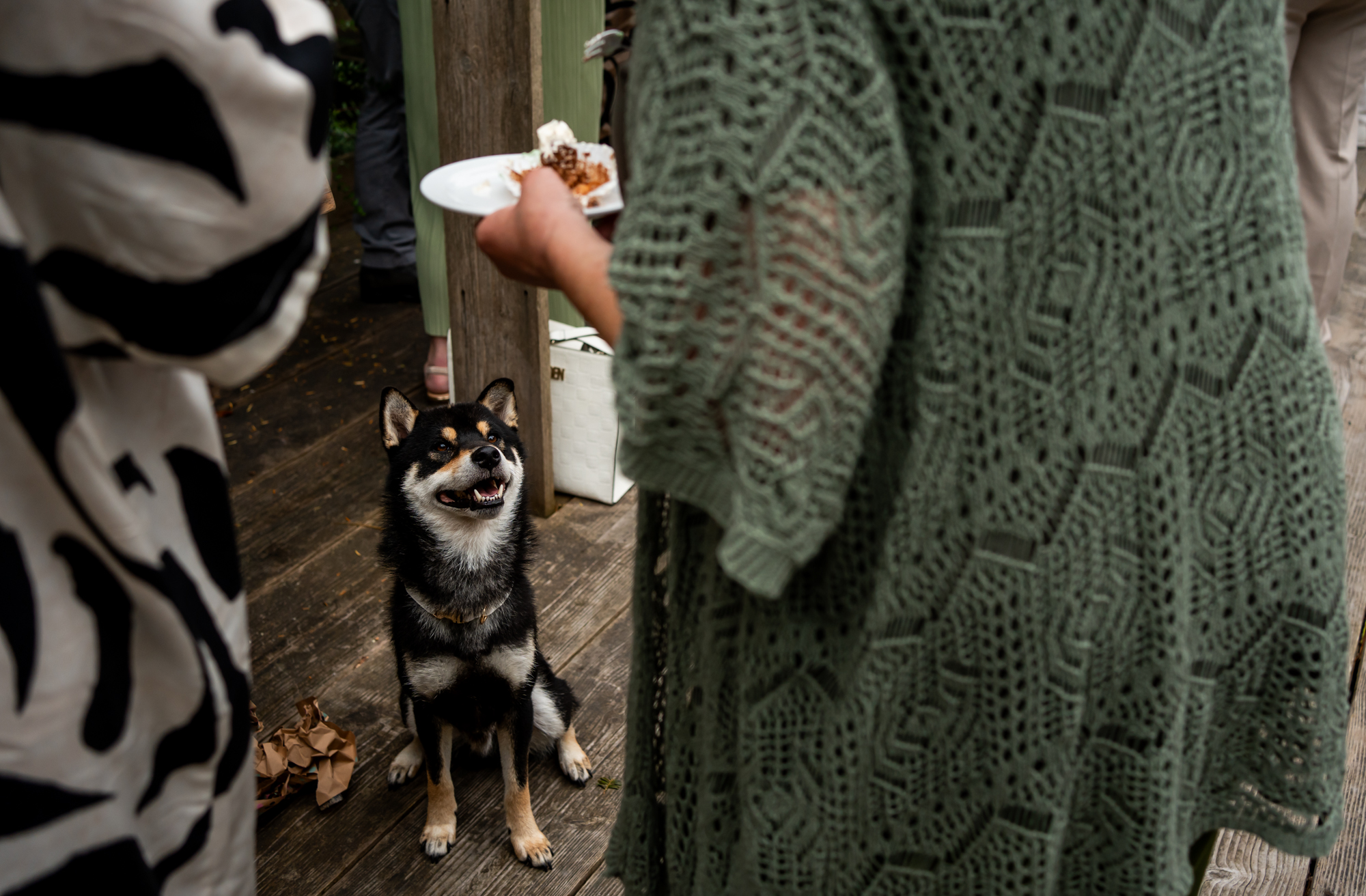 Deze hond zou erg graag een stukje van de bruidstaart willen proeven